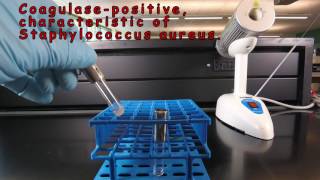 Coagulase Test for Staphylococcus [upl. by Weatherley]