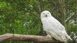 シロフクロウ Snowy Owl 04mov [upl. by Adnerad]