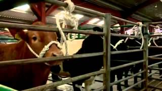 Lambing Live 2011 Episode 5 [upl. by Bren]