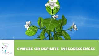 CYMOSE OR DEFINITE INFLORESCENCES [upl. by Oznol]