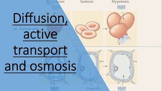 Diffusion active transport and osmosis [upl. by Kurtis789]