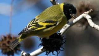 Aves do Brasil  O Pintassilgo  Ouça o seu canto [upl. by Nnagrom]