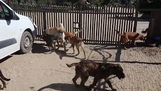 rafeiro alentejano puppies video [upl. by Wye]