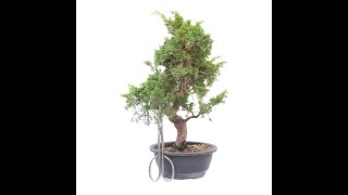 BONSAI DE JUNIPERUS CHINENSIS ITOIGAWA 14780 [upl. by Oralie]