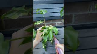 Propagating Variegated Rhaphidophora Tetrasperma indoorplants propagation rareplants [upl. by Jet]