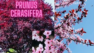 Beautiful Newport Flowering Purple Leaf Plum Tree With Amazing White and Pink Flowers [upl. by Ecirtaed]