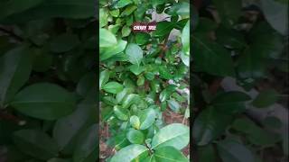 Cherry Tree plant carefruitsgardening channelshorts videofarming [upl. by Naol667]