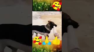 tiger sound vs Dog soundanimalcomedyvideo comedy ytshorts shortsvideo [upl. by Kamillah]