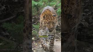 Amur Leopard  Grace in the Wild [upl. by Attiuqahs]