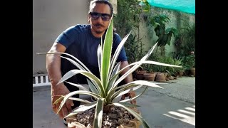 How to grow plant amp care for AGAVE ANGUSTIFOLIA  agave vivipara  variegated Caribbean agave [upl. by Amron]