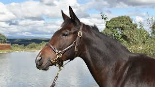 FLINTSHIRE [upl. by Hosfmann]