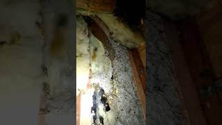 Wasp Infestation in YOUR Attic hornetking infestation wasps hornets [upl. by Ahsonek]