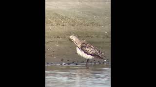 Bartailed Godwit  European  Chatham County Georgia 12052023 [upl. by Horgan]