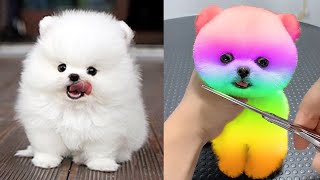 Funny and Cute Pomeranian Videos 4  Cutest Puppies [upl. by Hauck]