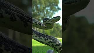 snake ready to attack wildlife viral shorts trending snake [upl. by Barrington214]