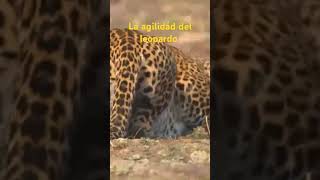 La agilidad del leopardo Maestría en velocidad y destreza [upl. by Bysshe167]