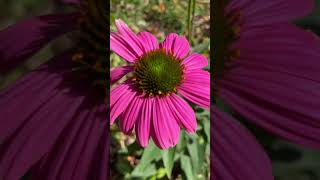 The cone flowers are still growing strong 💪🏾in my fall garden [upl. by Brittni31]