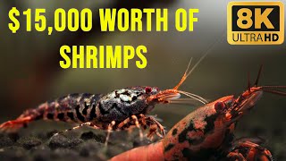 15000 Shrimp Tank A Look Inside the Most Expensive Shrimp Aquarium [upl. by Otir]