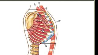 Muscles of Inhalation Serratus Anterior Pectoralis Minor Muscle chest muscles [upl. by Ydnirb]