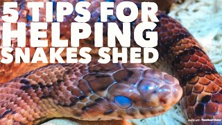 5 Tips for Helping Your Snake Shed its Skin [upl. by Leifer]