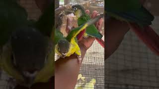 Yellow sided conure birds 9633917470 taemed [upl. by Shanta]