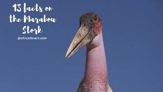 13 facts on the Marabou Stork  check out my blog [upl. by Maighdlin]