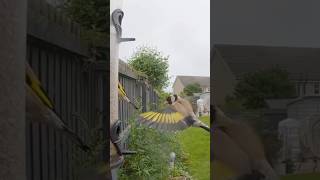 Goldfinches in Slow Motion birdfeeder goldfinch slowmotion [upl. by Retepnhoj]