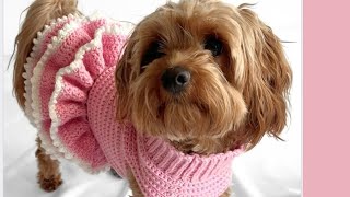 Vestido de Crochet para Pets  Adaptável para todos os tamanhos [upl. by Macgregor]