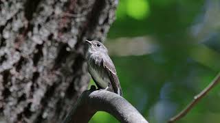 サメビタキ 野鳥 Siberian flycatcher Muscicapa sibirica wildbirds [upl. by Konikow]