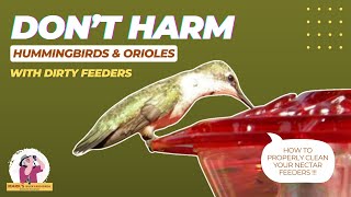 Dont Harm Hummingbirds and Orioles How to Properly Clean Nectar Feeders [upl. by Cissy]