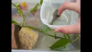 How to set up a tadpole tank [upl. by Andrien]