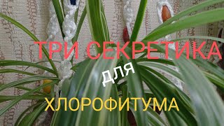 🪴Секретики для ХЛОРОфитума уход за хлорофитумом в домашних условияхбез повреждённых листьев цветы [upl. by Ailssa]