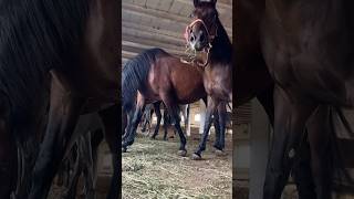 Alpartir parati viralvideo tiktok caballos youtube video viral funny love horse animals [upl. by Vena]