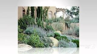 Santolina  garden plants [upl. by Ernestus836]