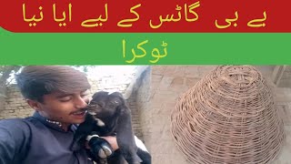 Baby goats keliye Aaya naya tokra🤠 Dono ku andar band kr diya😥 [upl. by Eerat]