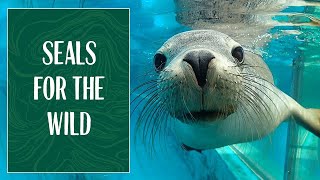 Seals for the Wild at Taronga Zoo Sydney [upl. by Brechtel]