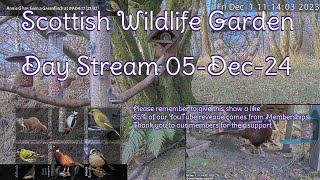 Day Stream December 5th 2024  Bird Feeders Wildlife Cameras Scotland UK from SWG [upl. by Notla]