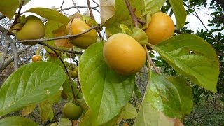 un arbre  le plaqueminier  un fruit  le kaki [upl. by Esyle]