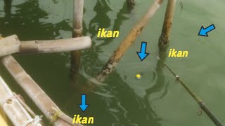 TERNYATA IKAN NYA PADA KUMPUL DI KAKI BAMBUBAYAR 10 RIBU BAWA PULANG IKAN BANYAK [upl. by Astrid782]