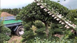 【Ilex】How to Pruning of Ilex crenata 【Japan】 [upl. by Yelha]