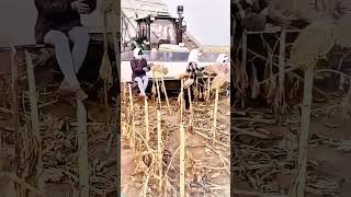 Sunflower seeds harvesting process [upl. by Eleynad]