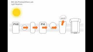 161 Photosynthesis Light Reaction [upl. by Karleen]