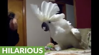 Cockatoo engages in hilarious argument with owner [upl. by Halyhs]