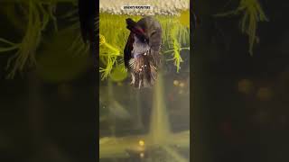 Babies Vs Parents 🙀😍 bettafish shorts breeding [upl. by Liman]