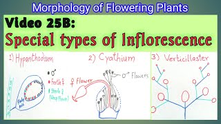 SPECIAL TYPES OF INFLORESCENCE  Hypanthodium Cyathium and Verticillaster Inflorescence  NEET [upl. by Rayham]