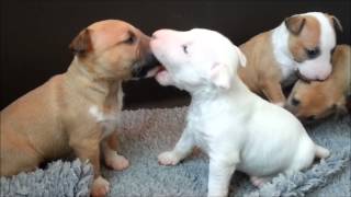 chiots bull terrier miniature de Gala of Honeys Bulls [upl. by Raimund]