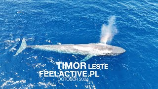 Blue whale East Timor 24 [upl. by Ticon]