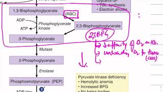 GlycosisclinicalUSMLEMalate aspartate G3P shuttle GLUT types Energy source [upl. by Etam]