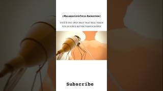 Life cycle of malaria 🦟 biology pathology malaria onlineclasses chemistry viral shorts bmw [upl. by Reinke]