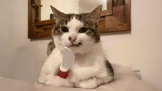 Funny Angry CATS guaranteed to make you laugh  Funny cat compilation [upl. by Arndt]